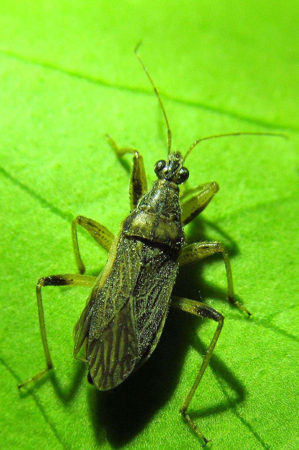 Nabidae:Himacerus major - Istanbul (Turchia)